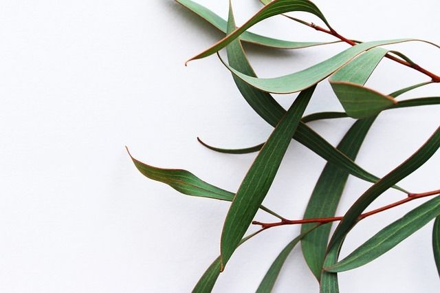 Ilustrasi eucalyptus. (Pixabay)