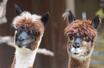 Menurut Ahli, Hewan Alpaca Punya Nanobodi untuk Netralisir Covid-19
