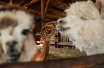Hewan alpaca. (Pixabay)