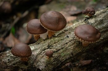 Lezat dan Gurih, Ketahui Manfaat Kesehatan Jamur Shiitake