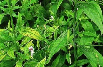 Studi: Ekstrak Sambiloto Herbal Asli Indonesia Ampuh Lawan Covid-19