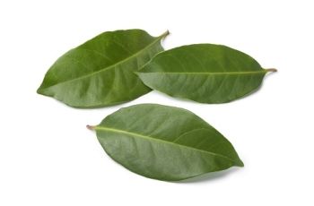 Manfaat Daun Salam, Tak Cuma Menyedapkan Masakan