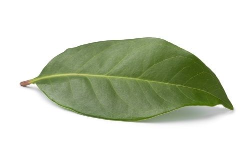 Ilustrasi daun salam. (Elements Envato)